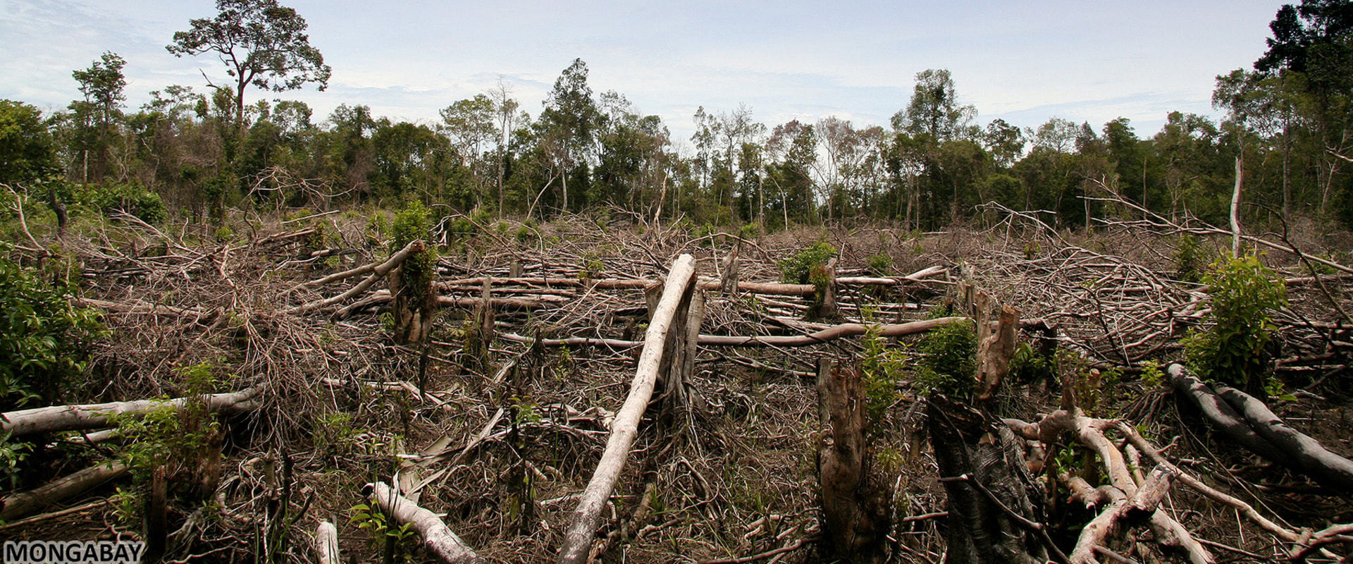 The impact of clearing forests a comprehensive guide