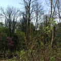 What is the Other Name for a Clearing in the Woods?