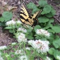 Native Planting After Land Clearing: A Guide for Experts