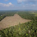 What are the Alternatives to Land Clearing?