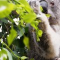 The Impact of Land Clearing on Animals