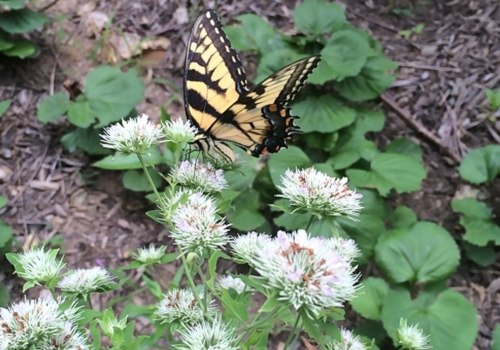 Native Planting After Land Clearing: A Guide for Experts